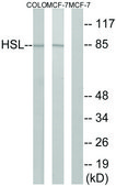 Anti-HSL antibody produced in rabbit affinity isolated antibody