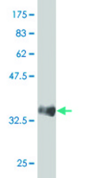 ANTI-SREBF1 antibody produced in mouse clone 4G4, purified immunoglobulin, buffered aqueous solution