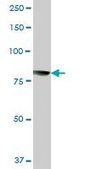Anti-CAPN1 antibody produced in mouse purified immunoglobulin, buffered aqueous solution