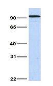 Anti-NR3C1 antibody produced in rabbit affinity isolated antibody