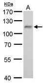 Monoclonal Anti-O-GlcNAc transferase antibody produced in mouse clone GT678, affinity isolated antibody