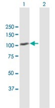Anti-MDM1 antibody produced in mouse purified immunoglobulin, buffered aqueous solution
