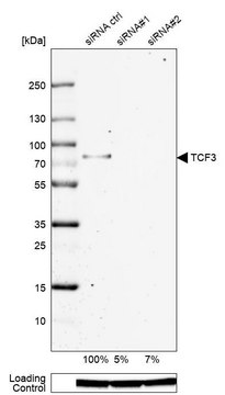 Anti-TCF3 antibody produced in rabbit Prestige Antibodies&#174; Powered by Atlas Antibodies, affinity isolated antibody, buffered aqueous glycerol solution