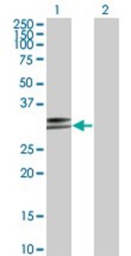 Monoclonal Anti-HLA-DPA1 antibody produced in mouse clone 1E3, purified immunoglobulin, buffered aqueous solution