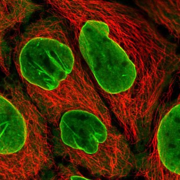 Anti-EIF2B4 antibody produced in rabbit Prestige Antibodies&#174; Powered by Atlas Antibodies, affinity isolated antibody