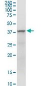 Anti-FAIM3 antibody produced in rabbit purified immunoglobulin, buffered aqueous solution