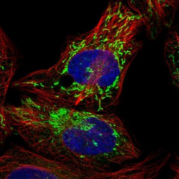 Anti-PPM1K antibody produced in rabbit Prestige Antibodies&#174; Powered by Atlas Antibodies, affinity isolated antibody, buffered aqueous glycerol solution, Ab1