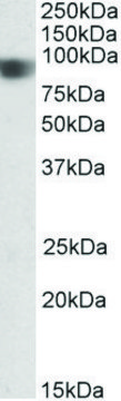 Anti-NOD1 (C-terminal) antibody produced in goat affinity isolated antibody, buffered aqueous solution