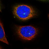 Anti-KIF5B antibody produced in rabbit Prestige Antibodies&#174; Powered by Atlas Antibodies, affinity isolated antibody