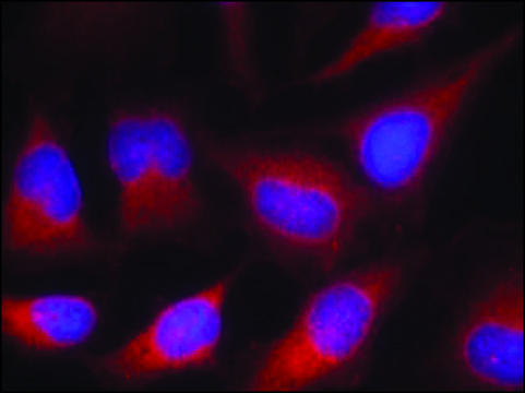 Anti-VASP (Ab-157) antibody produced in rabbit affinity isolated antibody