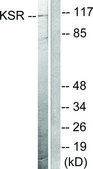Anti-KSR antibody produced in rabbit affinity isolated antibody