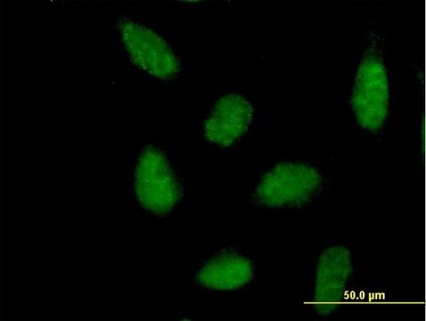 Anti-NR1H3 antibody produced in mouse purified immunoglobulin, buffered aqueous solution