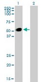 Monoclonal Anti-GATA2 antibody produced in mouse clone 2D11, purified immunoglobulin, buffered aqueous solution