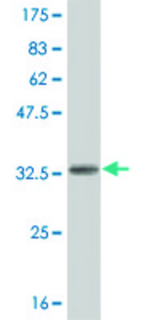 ANTI-HES2 antibody produced in mouse clone 1D5, purified immunoglobulin, buffered aqueous solution