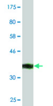 Monoclonal Anti-AZIN1, (C-terminal) antibody produced in mouse clone 1F11, purified immunoglobulin, buffered aqueous solution