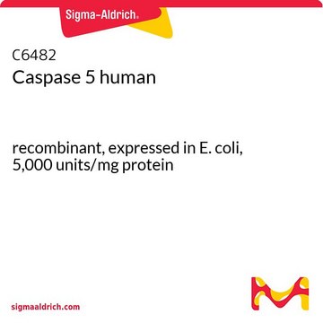 Caspase 5 human recombinant, expressed in E. coli, 5,000&#160;units/mg protein