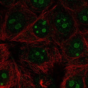 Anti-RPL22L1 antibody produced in rabbit Prestige Antibodies&#174; Powered by Atlas Antibodies, affinity isolated antibody