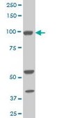 Monoclonal Anti-ALDH1L1 antibody produced in mouse clone 3E9, purified immunoglobulin, buffered aqueous solution