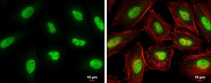 Anti-KLF5 antibody produced in rabbit