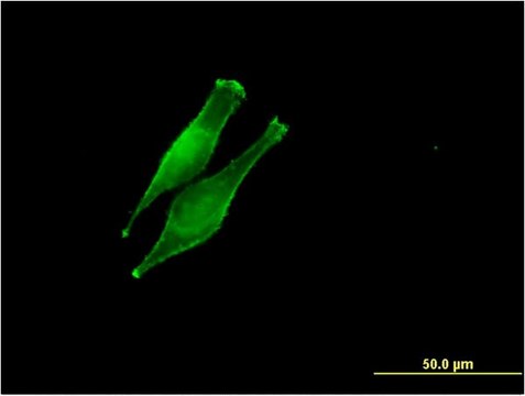 Monoclonal Anti-DDOST antibody produced in mouse clone 2D7, purified immunoglobulin, buffered aqueous solution