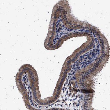 Anti-MAP3K2 antibody produced in rabbit Prestige Antibodies&#174; Powered by Atlas Antibodies, affinity isolated antibody, buffered aqueous glycerol solution