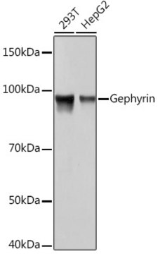 Anti-Gephyrin Antibody, clone 9D0B0, Rabbit Monoclonal