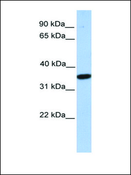 Anti-MOGAT1 antibody produced in rabbit affinity isolated antibody