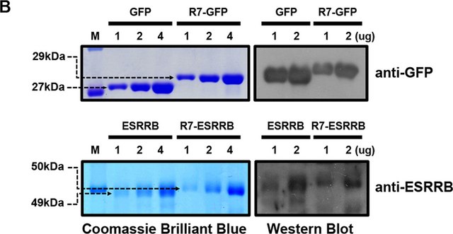 Anti-Green Fluorescent Protein Antibody Chemicon&#174;, from rabbit