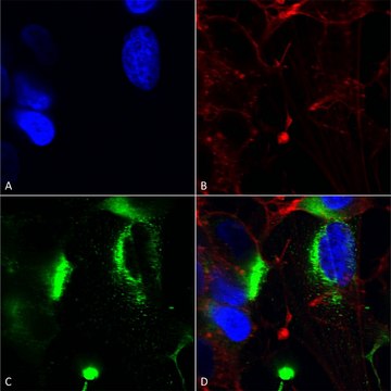 Monoclonal Anti-Task1 Potassium Channel - Apc antibody produced in mouse clone S374-48, purified immunoglobulin