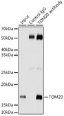 Anti-TOM20 Antibody, clone 10G6I8, Rabbit Monoclonal