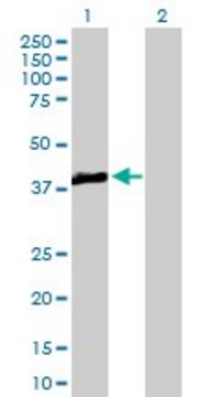 Anti-TRIB3 antibody produced in mouse purified immunoglobulin, buffered aqueous solution