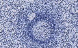 Anti-F4/80 Antibody, clone 2F10 ZooMAb&#174; Rabbit Monoclonal recombinant, expressed in HEK 293 cells