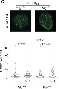 Anti-XRCC1 antibody produced in rabbit ~1&#160;mg/mL, affinity isolated antibody, buffered aqueous solution