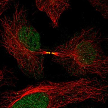 Anti-FAM50B antibody produced in rabbit Prestige Antibodies&#174; Powered by Atlas Antibodies, affinity isolated antibody