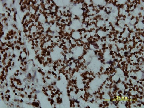 Monoclonal Anti-POU2F2 antibody produced in mouse clone 3E3-6F9, purified immunoglobulin, buffered aqueous solution