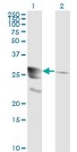 Monoclonal Anti-GCH1 antibody produced in mouse clone 4A12, purified immunoglobulin, buffered aqueous solution