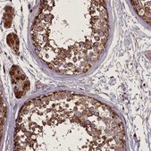 Anti-FAM96B antibody produced in rabbit Prestige Antibodies&#174; Powered by Atlas Antibodies, affinity isolated antibody, buffered aqueous glycerol solution