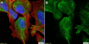 Anti-CYP46A1 Antibody, clone 1C20 ZooMAb&#174; Rabbit Monoclonal recombinant, expressed in HEK 293 cells