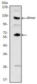 Anticorps anti-CSF1, clone&nbsp;2D10 ascites fluid, clone 2D10, from mouse