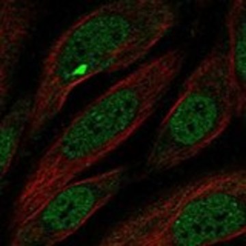 Anti-MCPH1 antibody produced in rabbit Prestige Antibodies&#174; Powered by Atlas Antibodies, affinity isolated antibody, buffered aqueous glycerol solution