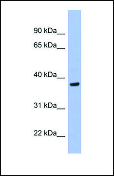 Anti-PIM1, (N-terminal) antibody produced in rabbit affinity isolated antibody