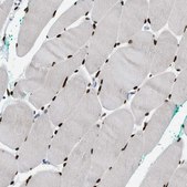Anti-NFIX antibody produced in rabbit Prestige Antibodies&#174; Powered by Atlas Antibodies, affinity isolated antibody