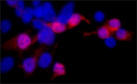 Anti-c-Myc antibody, Mouse monoclonal clone 9E10, purified from hybridoma cell culture