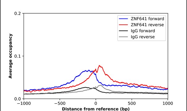 Anti-ZNF641 antibody produced in rabbit Prestige Antibodies&#174; Powered by Atlas Antibodies, affinity isolated antibody, buffered aqueous glycerol solution