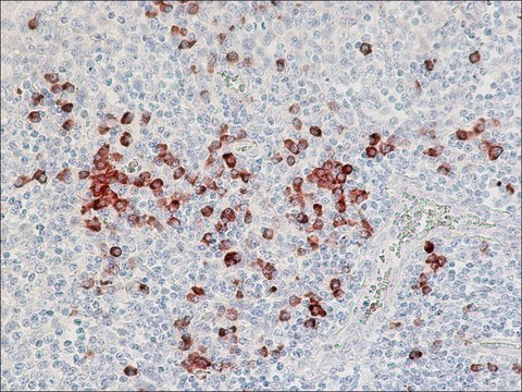 Anti-Human Lambda Light Chains (Bound and Free)&#8722;Peroxidase antibody produced in goat affinity isolated antibody, buffered aqueous solution