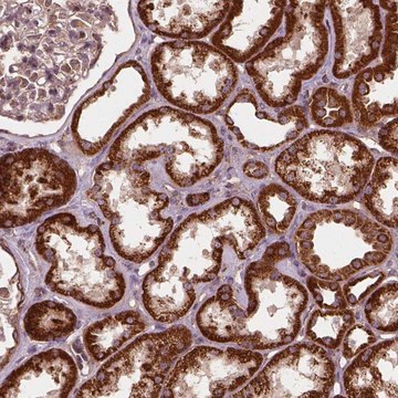 Anti-UBXN2A antibody produced in rabbit Prestige Antibodies&#174; Powered by Atlas Antibodies, affinity isolated antibody, buffered aqueous glycerol solution
