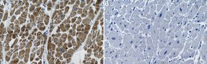 Anti-OXCT1 Antibody, clone 1B11 ZooMAb&#174; Rabbit Monoclonal recombinant, expressed in HEK 293 cells