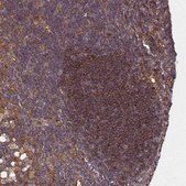 Anti-BECN1 antibody produced in rabbit Prestige Antibodies&#174; Powered by Atlas Antibodies, affinity isolated antibody, buffered aqueous glycerol solution