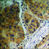 Anti-phospho-GSK3 &#945;/&#946; (pTyr279/216) antibody produced in rabbit affinity isolated antibody
