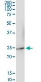Anti-IFNA17 antibody produced in rabbit purified immunoglobulin, buffered aqueous solution